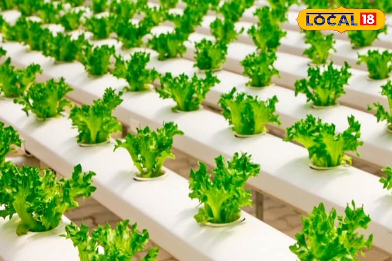 ग्रो बैग में पानी का निकास बेहतर होता है, जिससे जड़ों में पानी जमा नहीं होता. साथ ही हवा का प्रवाह बना रहता है और नमी संतुलित रहती है. इसका फायदा यह होता है कि पौधे कम बीमार पड़ते हैं और उनकी जड़ें मजबूत होती हैं. पानी की खपत भी कम होती है, जो आज के समय में एक बड़ी जरूरत है. 