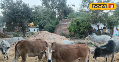 Cows, hormones, deteriorate,  cold , giving birth, coriander, leaves, solve,  pr