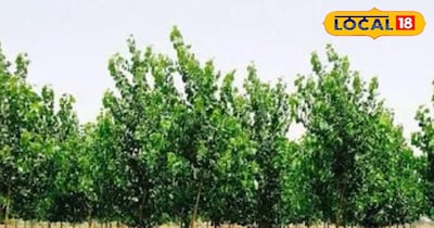 पापुलर के पौधे