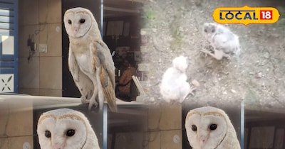 केरल की उल्लू प्रजाति