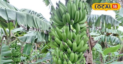 इस केले की बाजार में रहती है काफी डिमांड