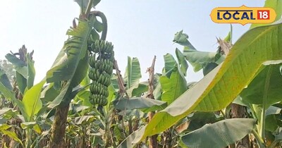 केला की खेती।