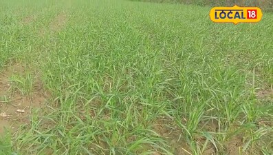 गेहूं की फसल में खरपतवार से ऐसे करें बचाव 