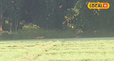 चहलकदमी करता बाघ.