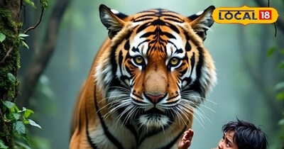 बाघ मानव संघर्ष