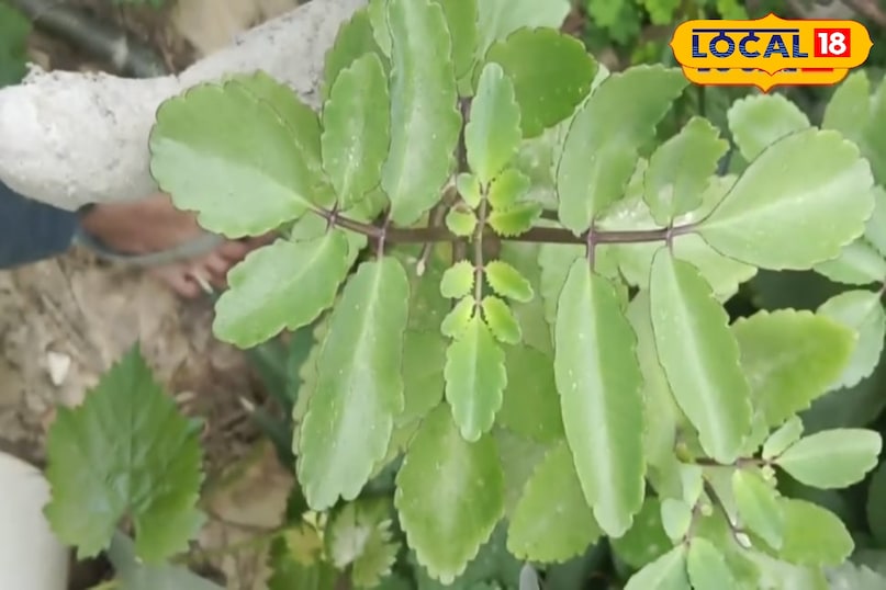 Cathedral bell leaf Cathedral bell leaf