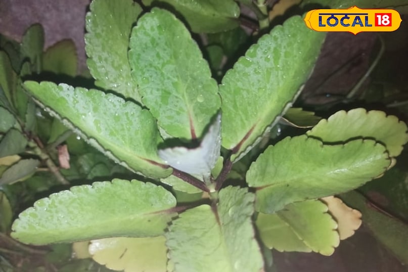 Cathedral bell leaf Cathedral bell leaf