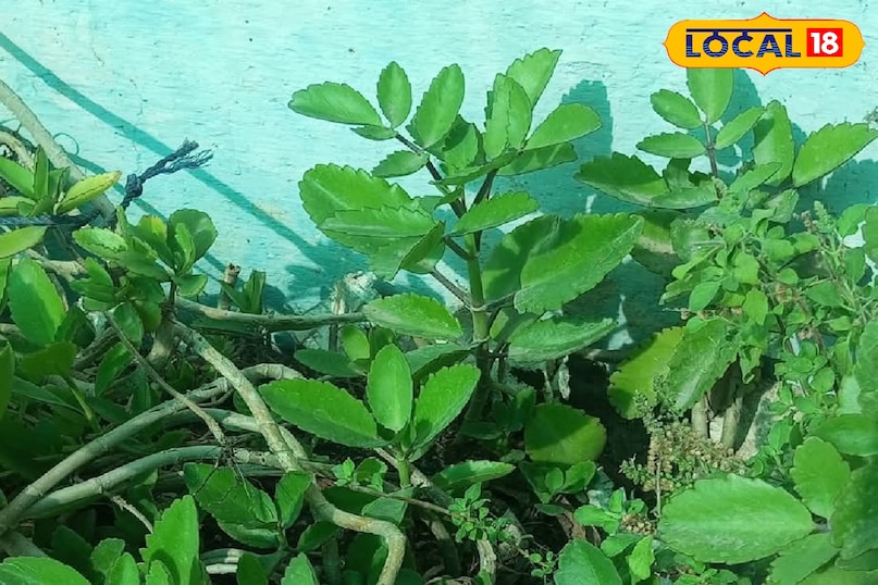Cathedral bell leaf Cathedral bell leaf