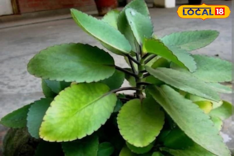 Cathedral bell leaf Cathedral bell leaf