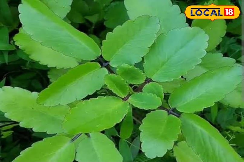 Cathedral bell leaf Cathedral bell leaf