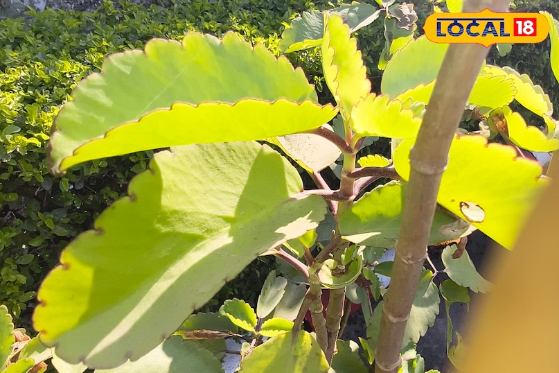 Cathedral bell leaf Cathedral bell leaf