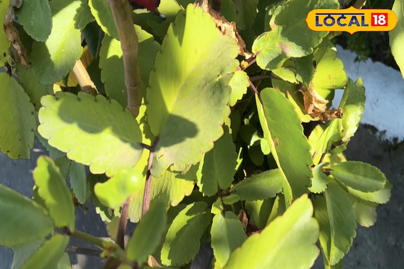 Cathedral bell leaf Cathedral bell leaf