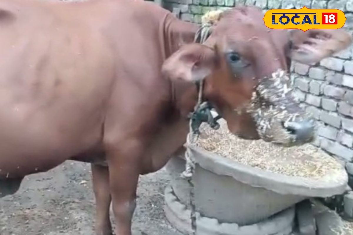 सींग वाली या बिना सींग वाली? जानें कौन सी गाय पालना है अच्छा