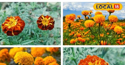 दिसंबर माह में लगाएं गेंदा की ये वैरायटी 