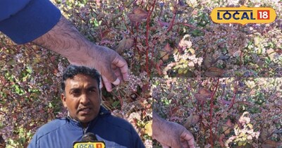 टाऊ झुलसा का प्रकोप