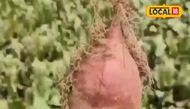 सारण के धरती पर हो रहा है बीट का तगड़ा उपज