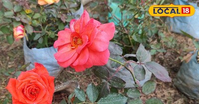 गुलाब कि तस्वीर 