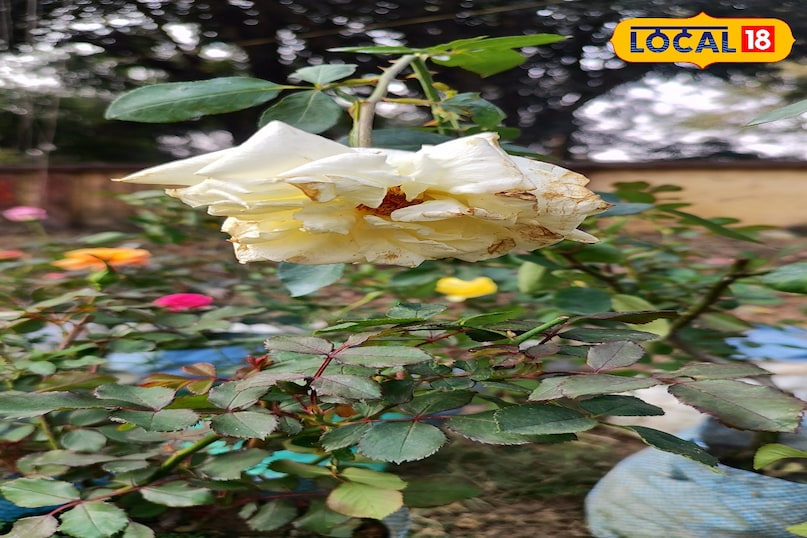 गुलाब की खेती में कीट और रोग बन रहे हैं बड़ी चुनौती, एक्सपर्ट से जानें बचाव के उपाय