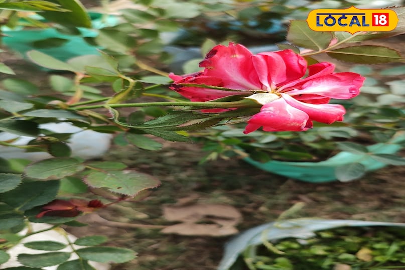 गुलाब की खेती में कीट और रोग बन रहे हैं बड़ी चुनौती, एक्सपर्ट से जानें बचाव के उपाय