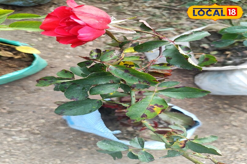 गुलाब की खेती में कीट और रोग बन रहे हैं बड़ी चुनौती, एक्सपर्ट से जानें बचाव के उपाय