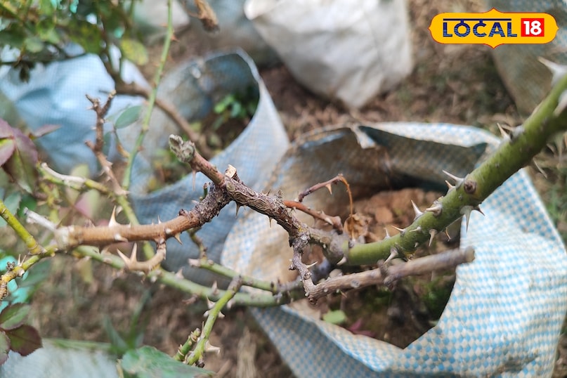 गुलाब की खेती में कीट और रोग बन रहे हैं बड़ी चुनौती, एक्सपर्ट से जानें बचाव के उपाय