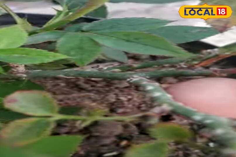 गुलाब की खेती में कीट और रोग बन रहे हैं बड़ी चुनौती, एक्सपर्ट से जानें बचाव के उपाय