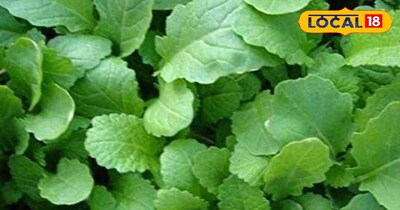 सरसों का साग 