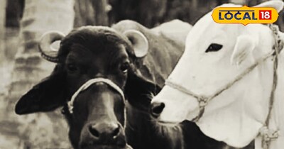 ठंड में गर्भवती गाय-भैंस की ज्यादा देखभाल करें.