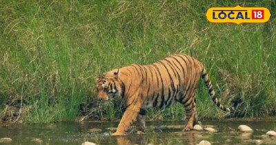 प्रतीकात्मक तस्वीर 