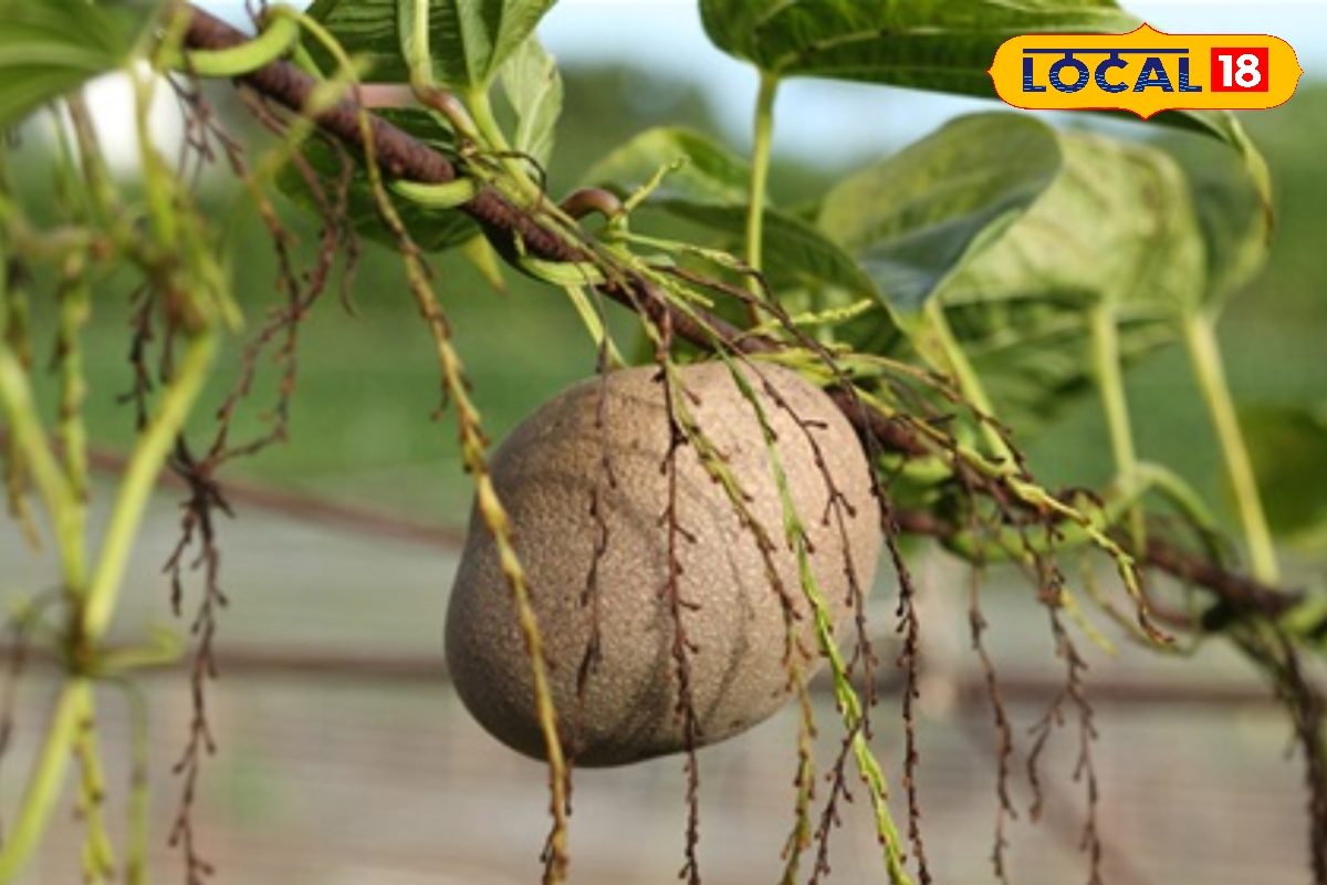 अब कद्दू की तरह उगाएं आलू! ये कोई जादू नहीं खेती है कमाई और सेहत दोनों डबल