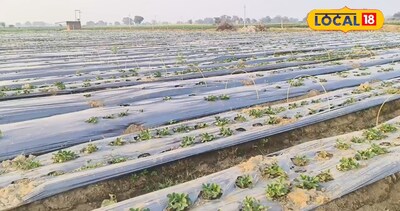 खेत में तैयार खड़ी लीची की फसल.