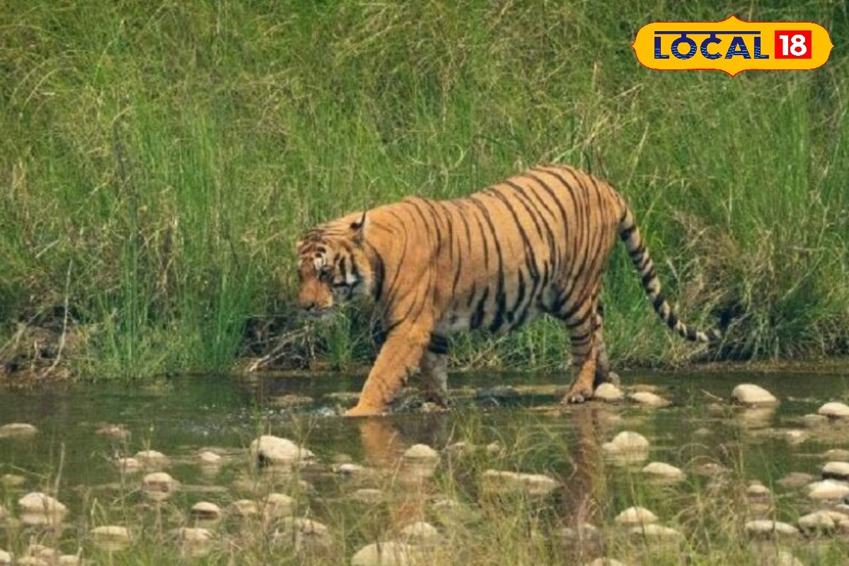 VTR से सटे इस वन में जल्द शुरू होगी बाघों की गिनती,600 कैमरों से रखी जाएगी नजर