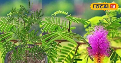 शमी पौधा लगाने के क्या है वास्तु नियम