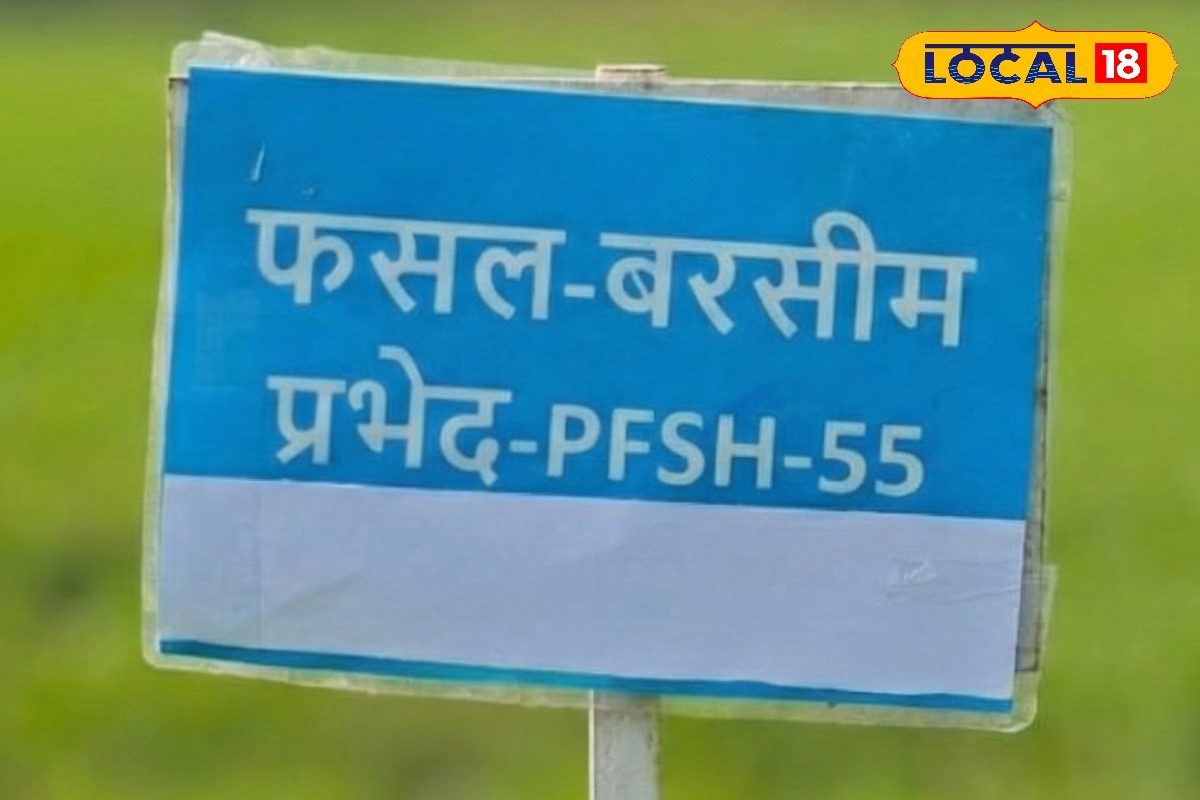 मवेशियों को आज से खिलाएं ये घास, बांझपन-अंधापन होगी दूर, नहीं रहेगी दूध की कमी