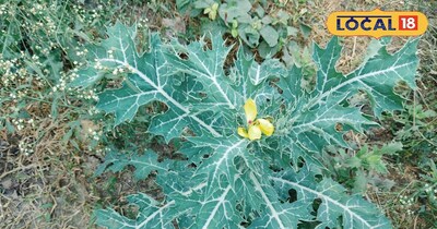 सत्यानाशी पौधा 