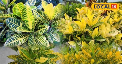 क्रोटोन पौधा 