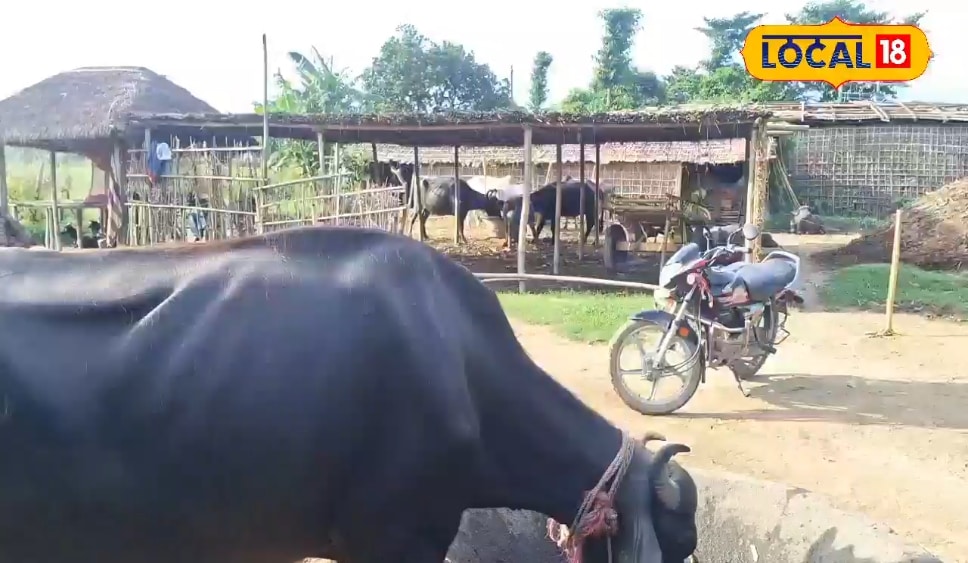 खेती के साथ पशुपालन कमाई का अच्छा विकल्प, किसान ने बताया कितना हो रहा मुनाफा