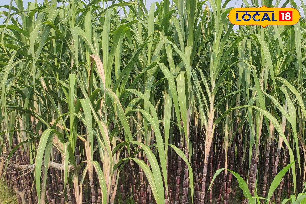 बिहार के गन्ना किसानों के लिए अच्छी खबर, सरकारी योजना के तहत मिलेगा अनुदान