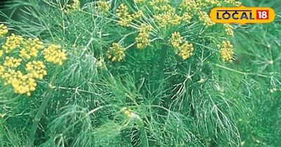 इन बीमारियों में है रामबाण