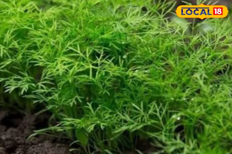 सोया साग