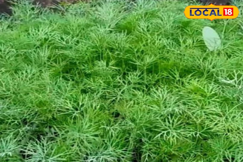 सोया साग