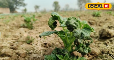 mistake, potato, crop, before ,applying, urea,