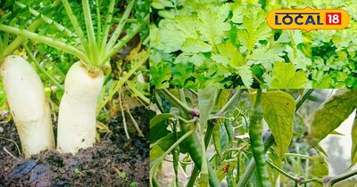 सर्दियों में घर में उगाए यह सब्जियां 