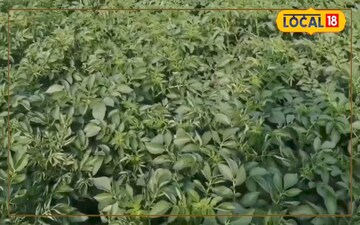 Frost Threatens Winter Crops: Farmers Turn to Traditional Remedies