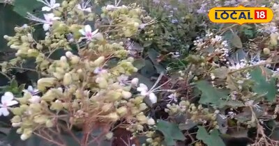 भटवास का पौधा 