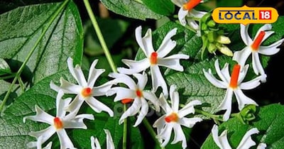 हरसिंगार का पौधा