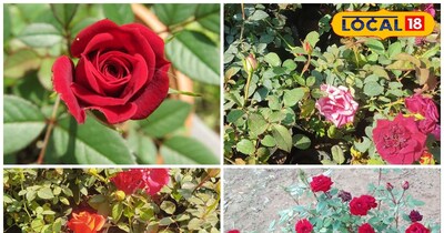 पौधे से कुछ ही दिन में फूल खिलने लगते हैं.