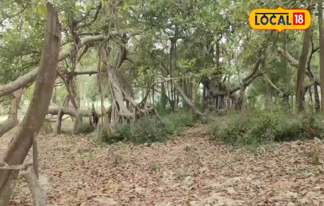 छपरा में यहां है बरगद, एक पेड़ से बना सैकड़ो पेड़ों का जंगल, जानें मान्यता