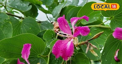 कचनार का पौधा 