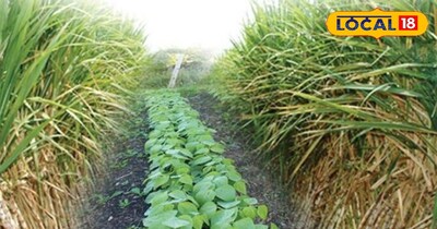 गन्ने की खेती में इंटरक्रॉपिंग और आधुनिक तकनीक से बढ़ेगा किसानों का मुनाफा